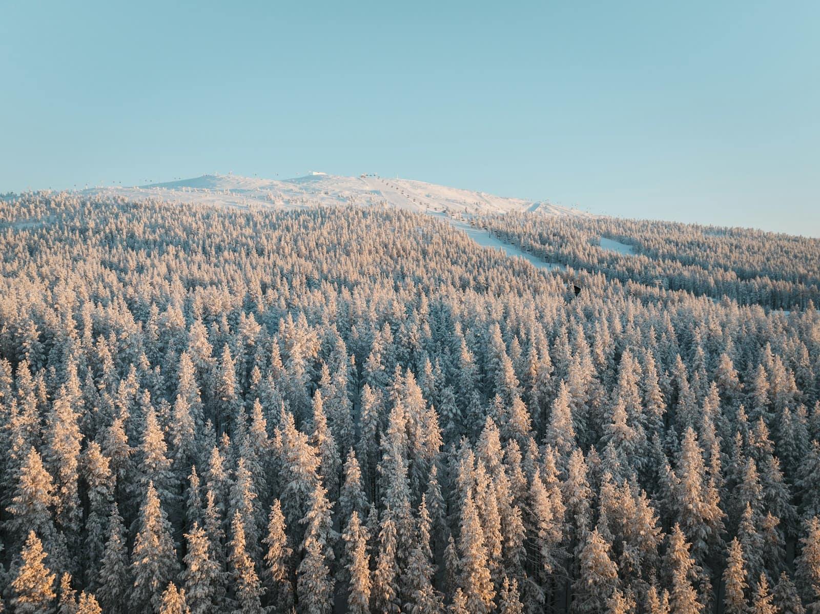 The Levi fell slopes above snow-laden forest