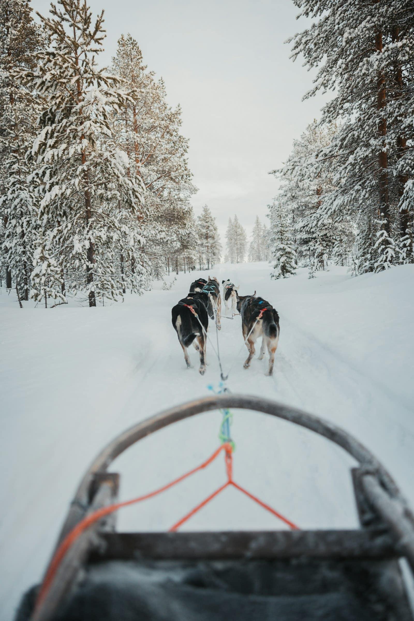 A husky team seen from the sled in Levi
