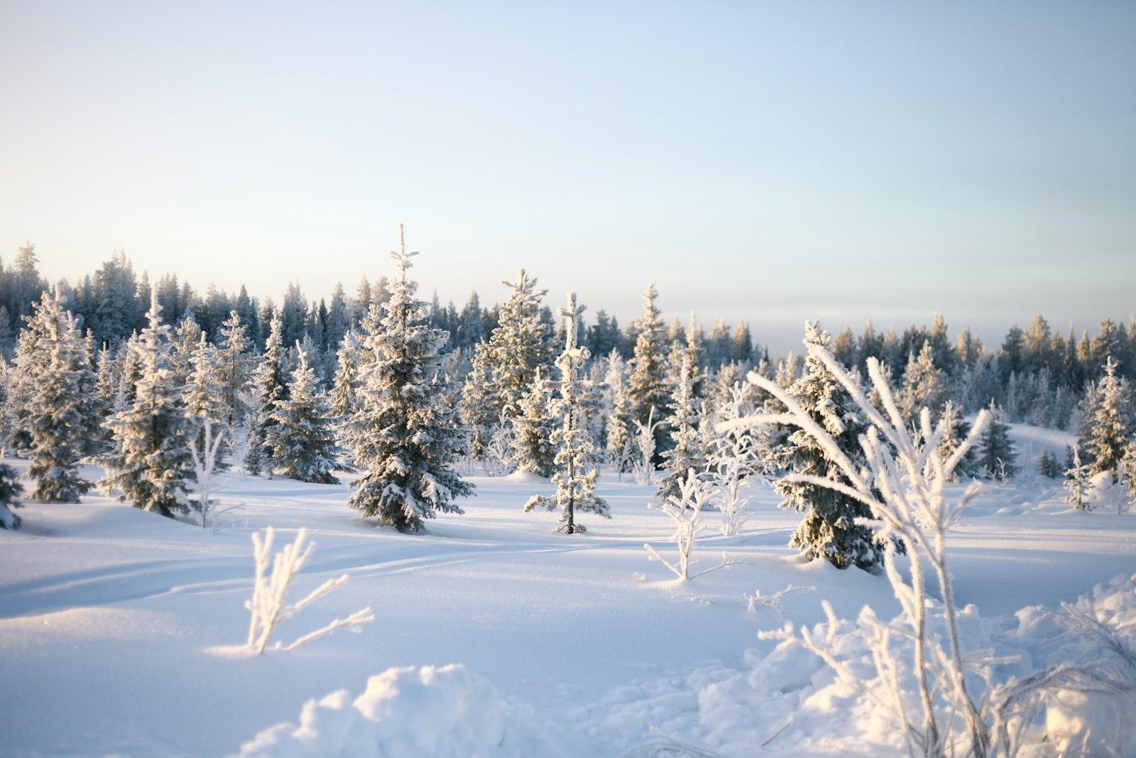 Open snowy terrain on a sunny winter day in Levi