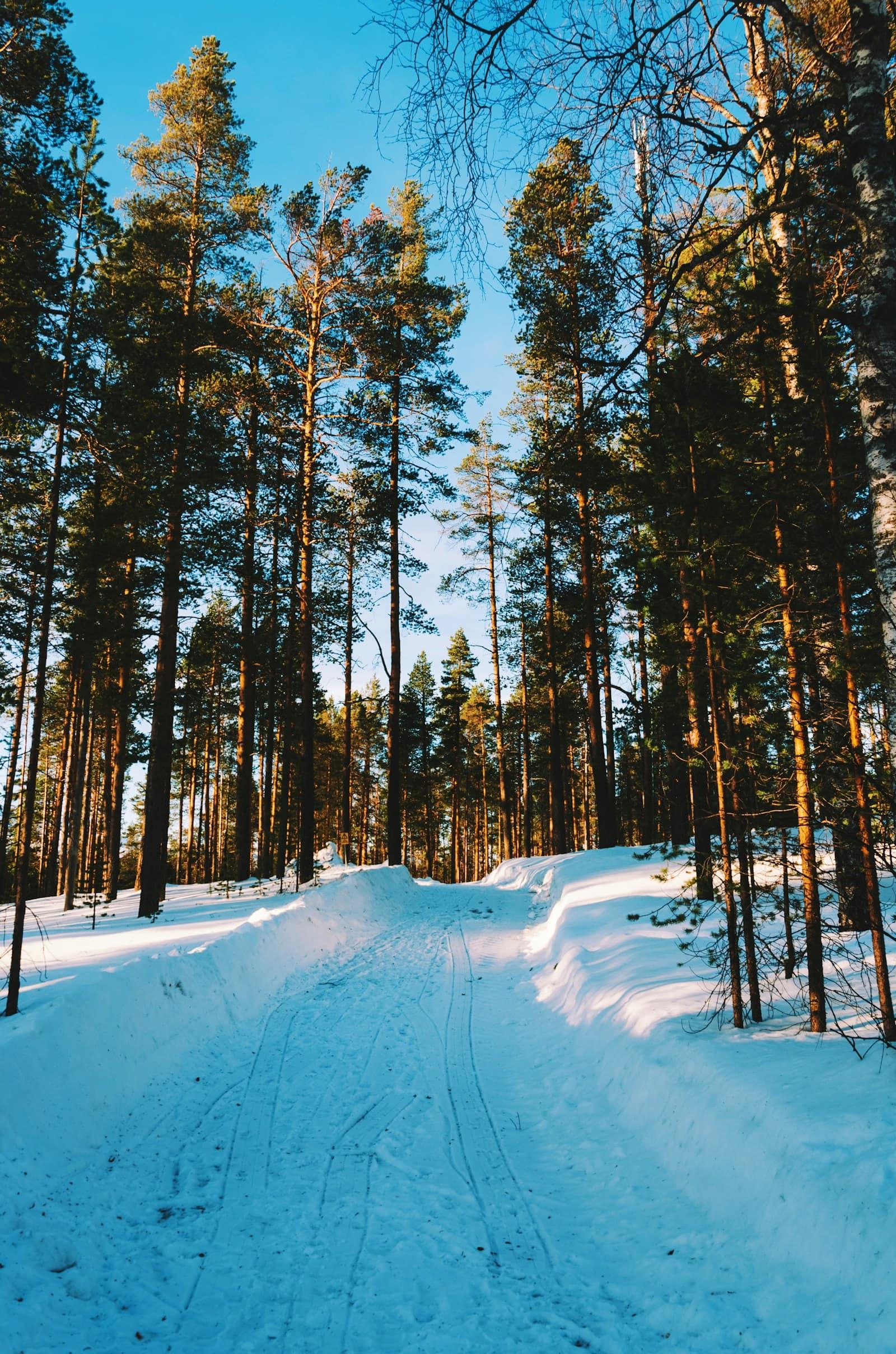 Pine forest and snow in sunshine at Ylläsjärvi